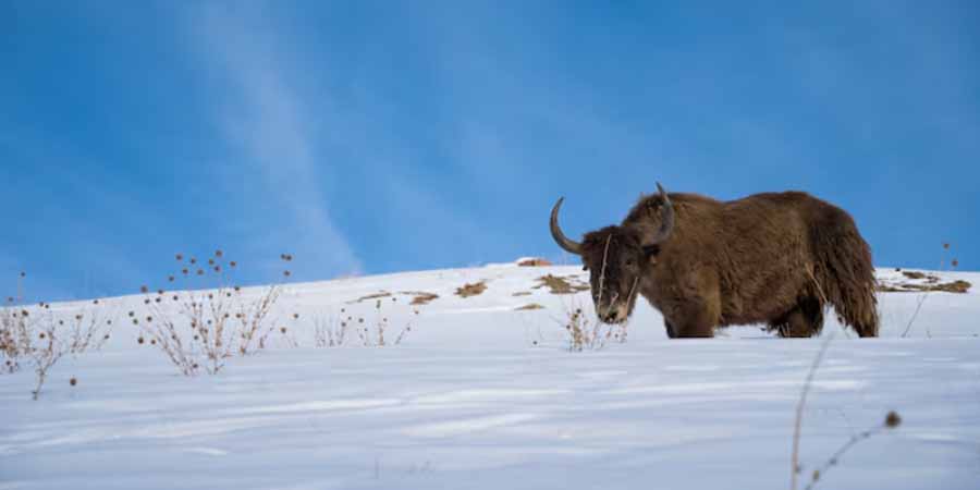 Yak Skiing